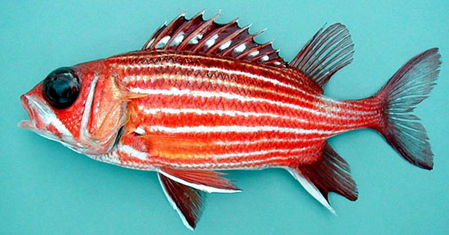 Sargocentron hastatum